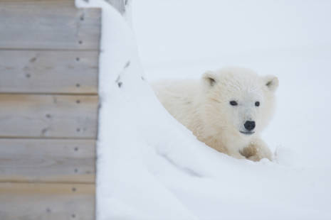 A polar bear cub near a building in Churchill, Manitoba
