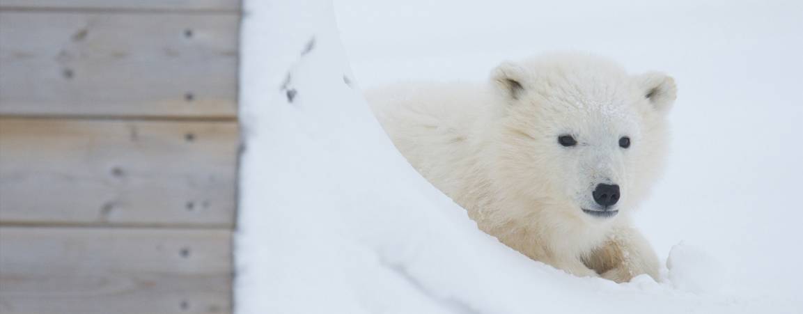 A polar bear cub near a building in Churchill, Manitoba