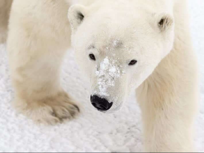 Polar bear with snow on its nose