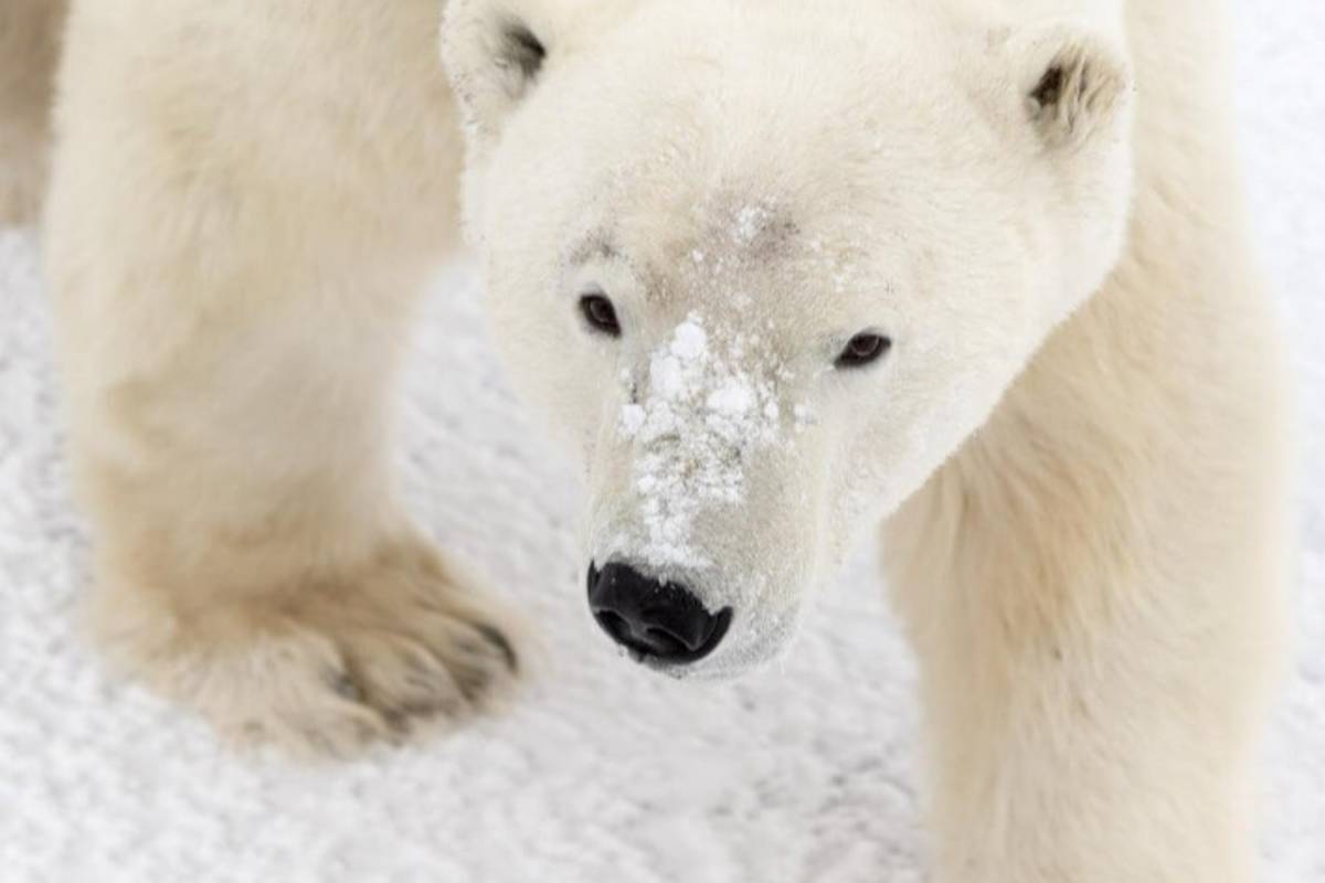 Polar bear with snow on its nose