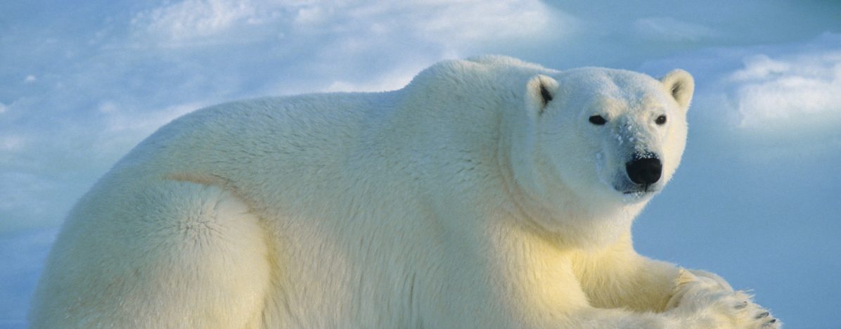 Polar Bear laying down staring in the direction of the camera capturing the photo