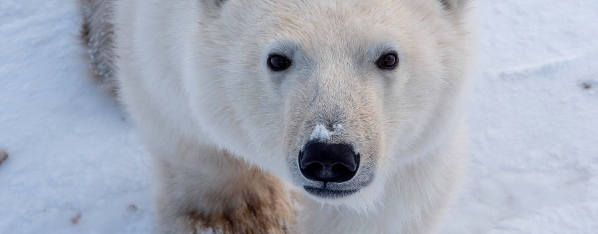 A close-up portrait of a polar bear