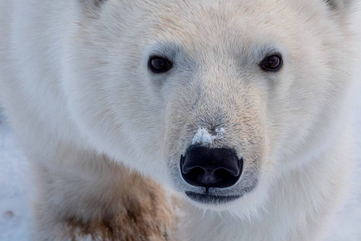 A close-up portrait of a polar bear