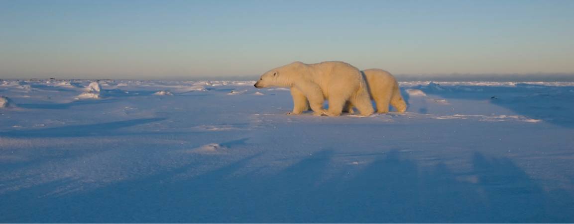 Two polar bears walking across the frozen tundra