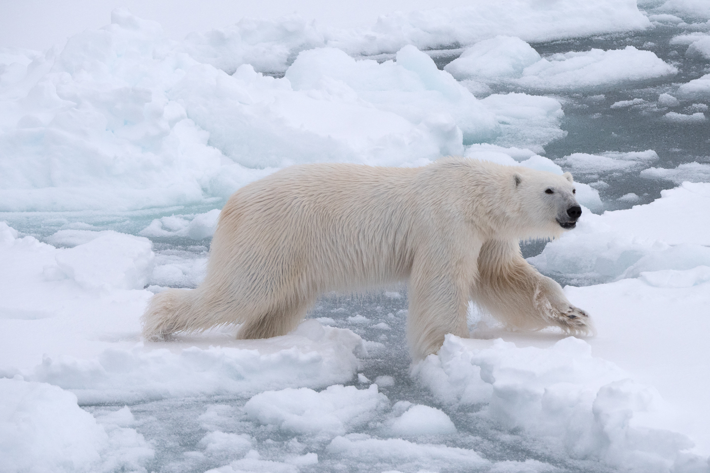 A polar bear jumping between sea ice floes