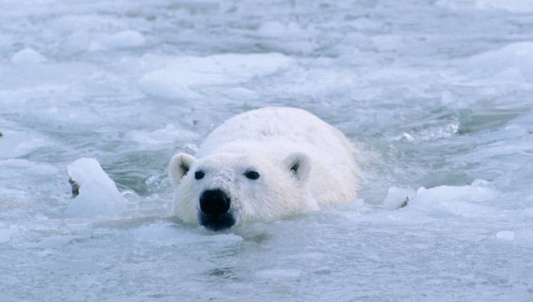 Polar bear swimming image