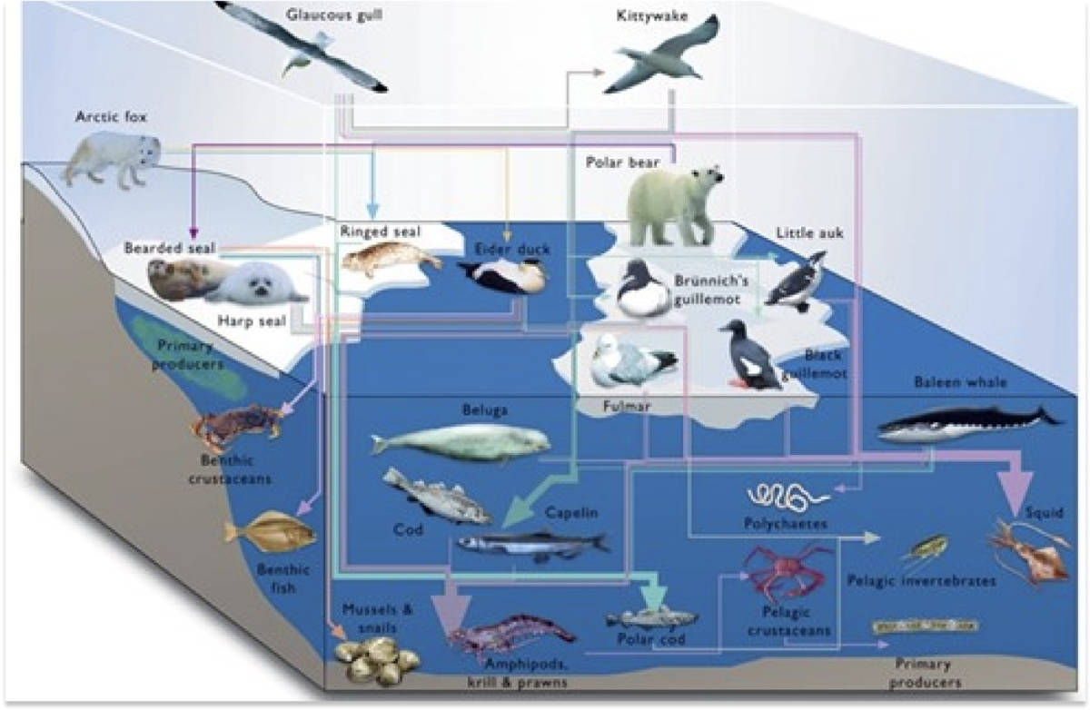 A diagram of the Arctic Food Web