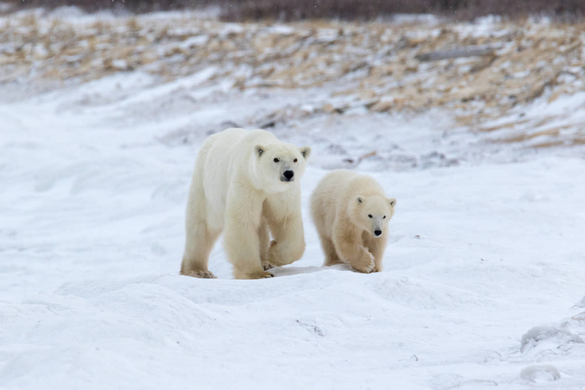 A polar bear mom and her cub walk across the tundra