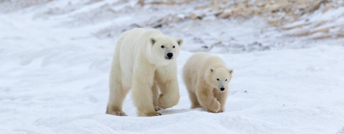 A polar bear mom and her cub walk across the tundra
