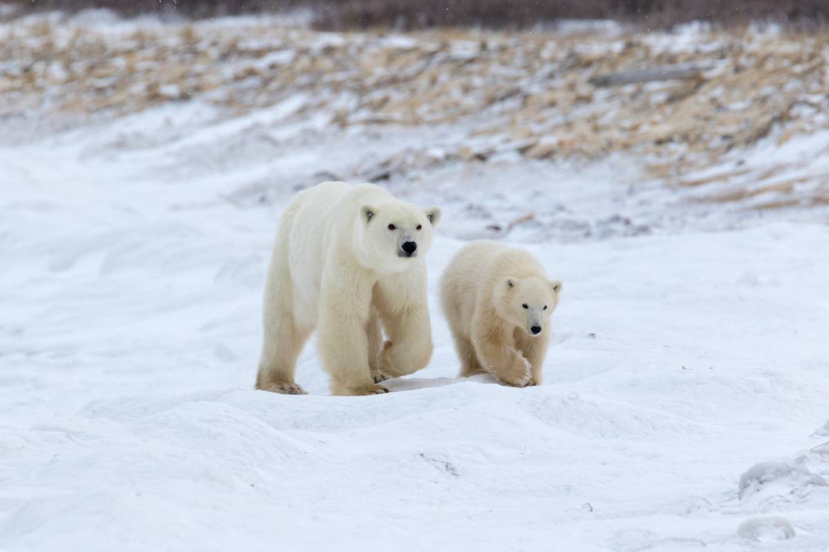 A polar bear mom and her cub walk across the tundra