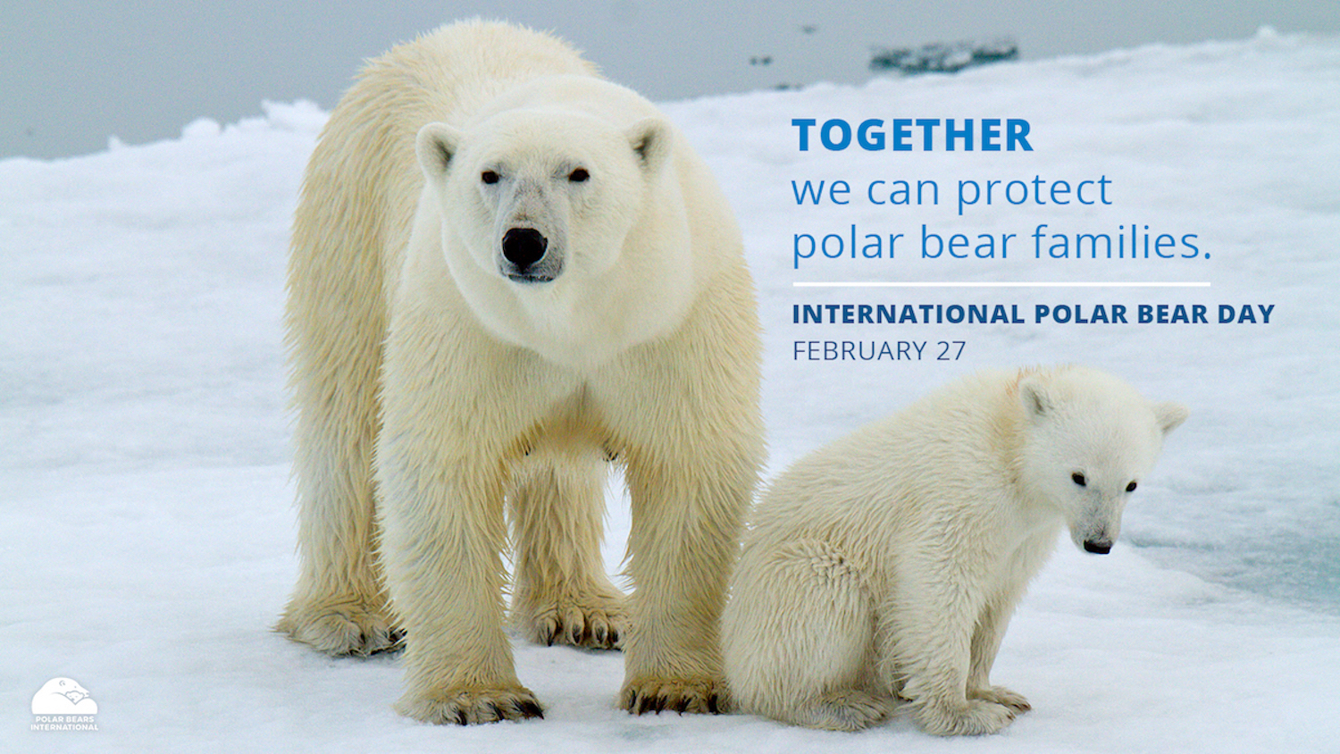 International Polar Bear Day AAC Graphics