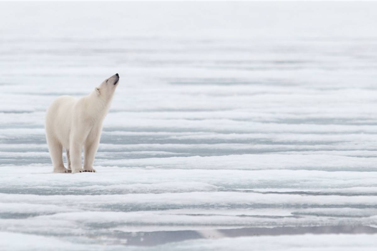A polar bear stands on a remnant of sea ice