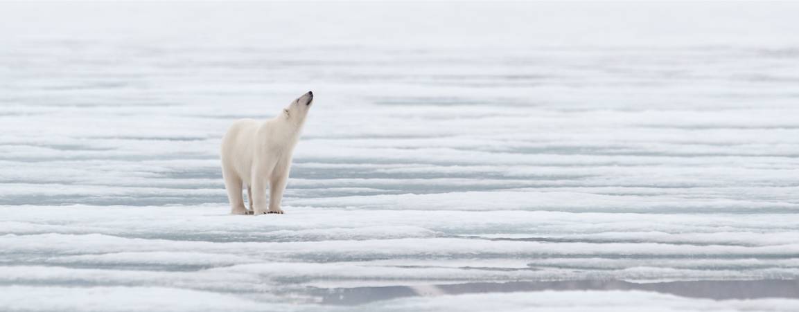 Polar bear on ice image