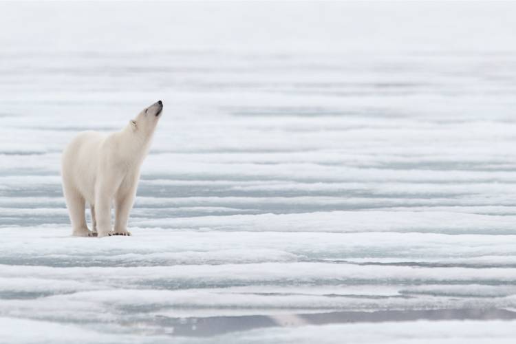 Polar bear on ice image