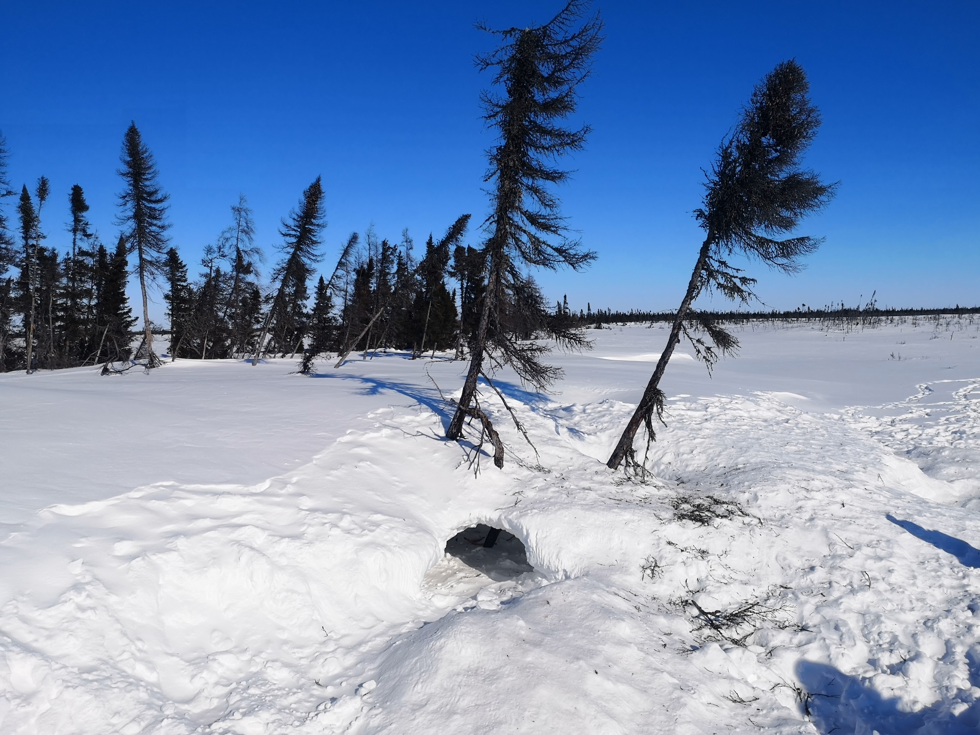 Polar Bear den on the tundra near Western Hudson Bay 