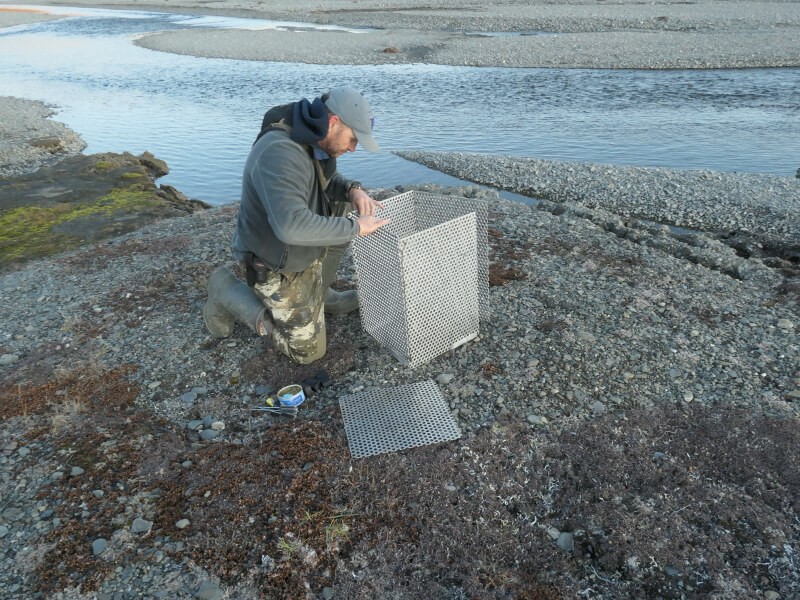 Dr. Eric Regehr sets up a hair trap
