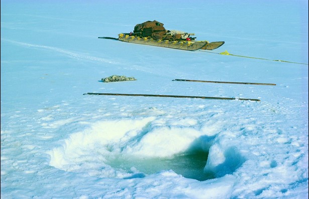 A dead newborn ringed seal pup lies on the sea ice beside where its birth lair was washed away by unseasonably early rain