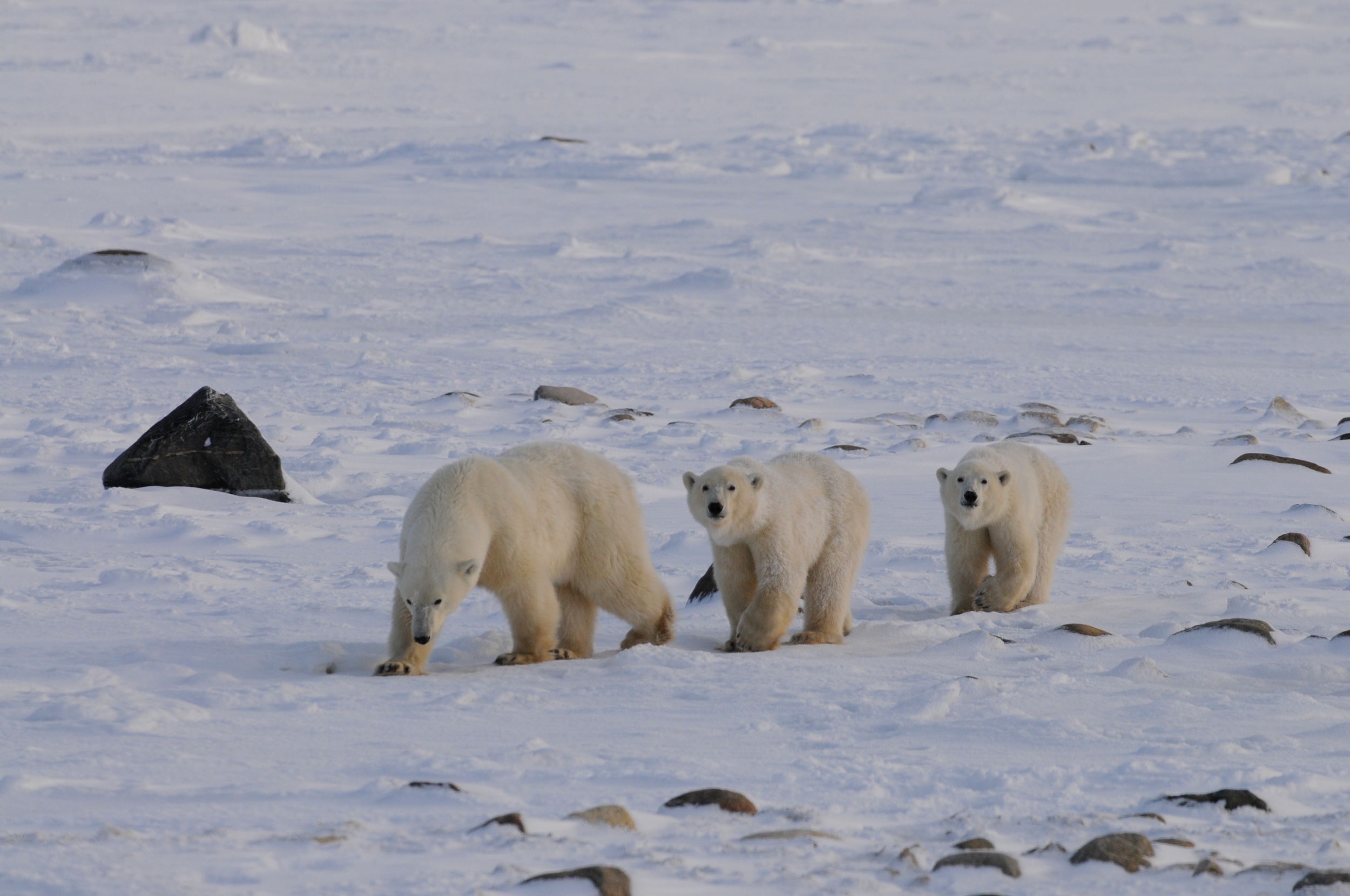 A mother polar bear and her twin yearling cubs walking on land