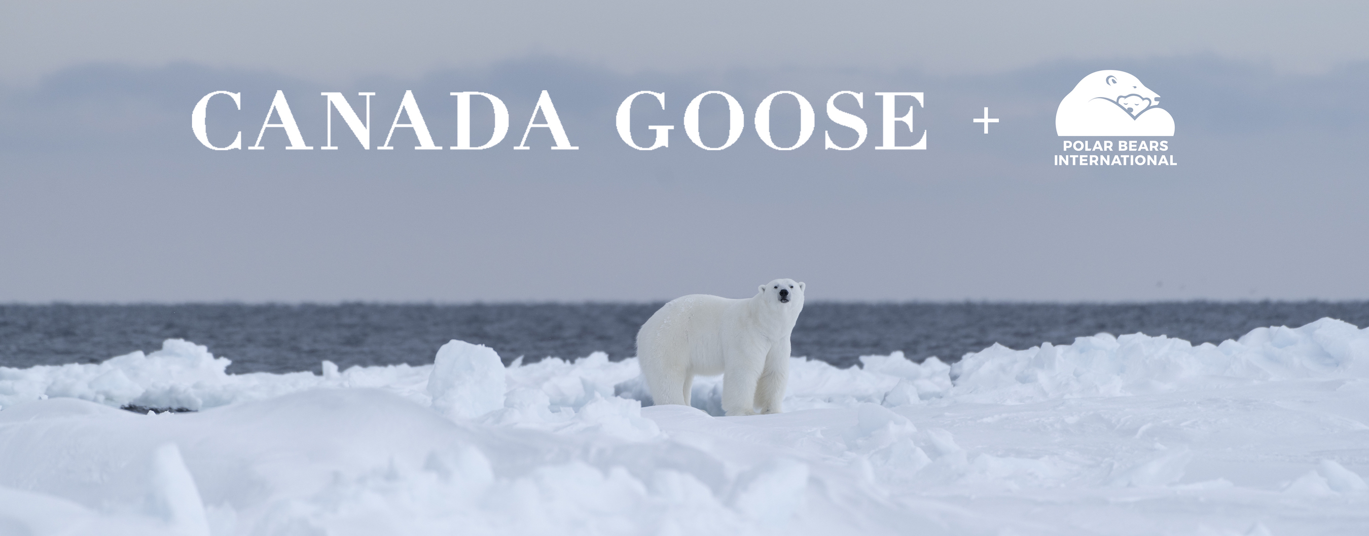 Canada goose store polar bear