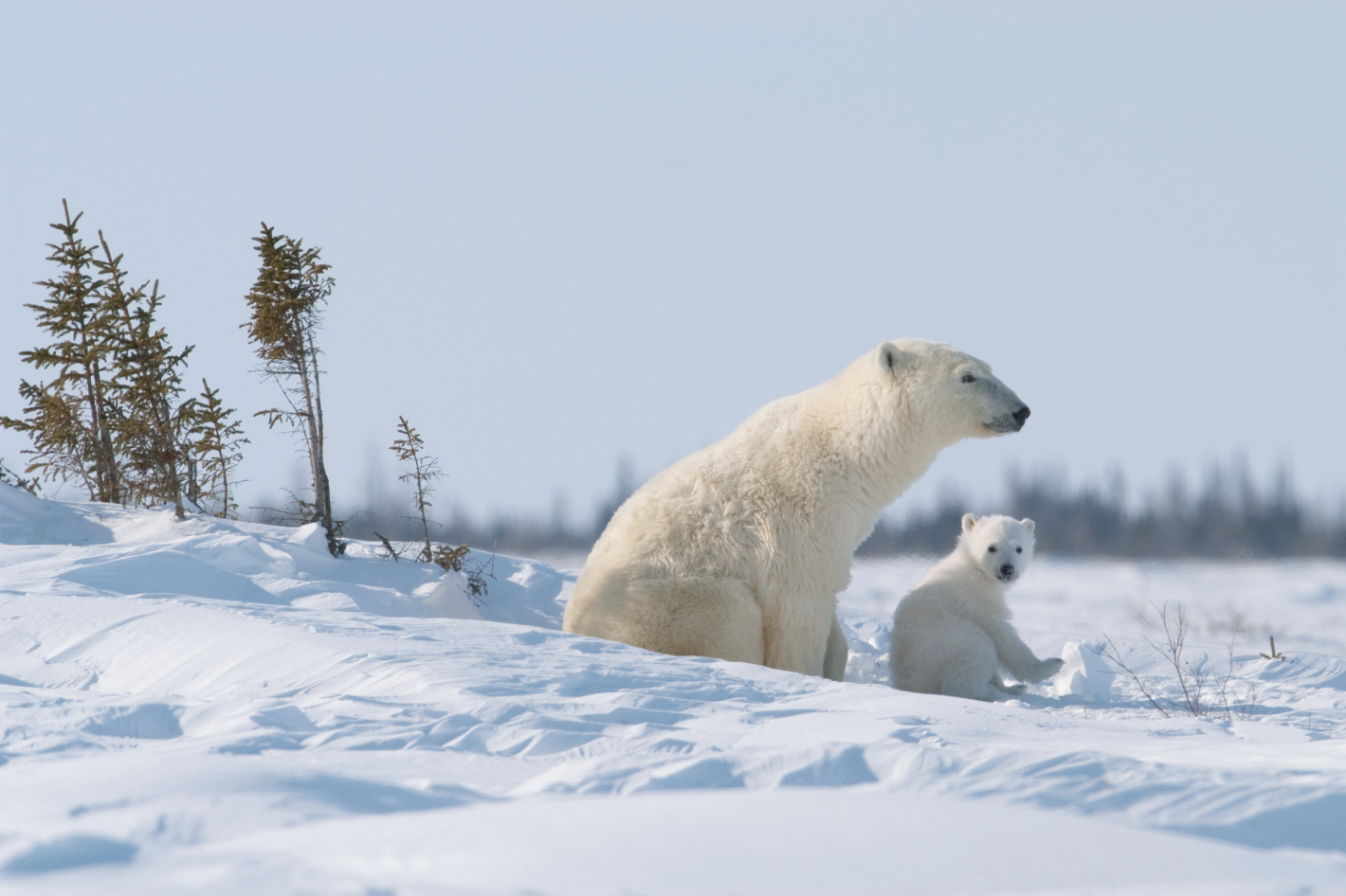 Mother bear and her cub