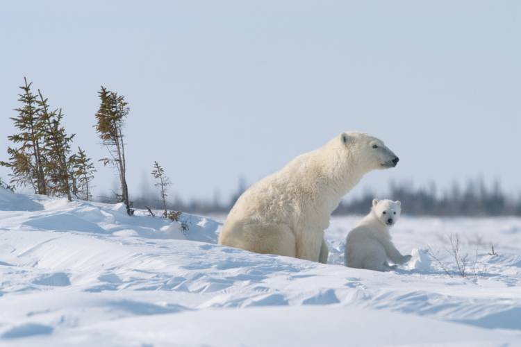 Mother bear and her cub