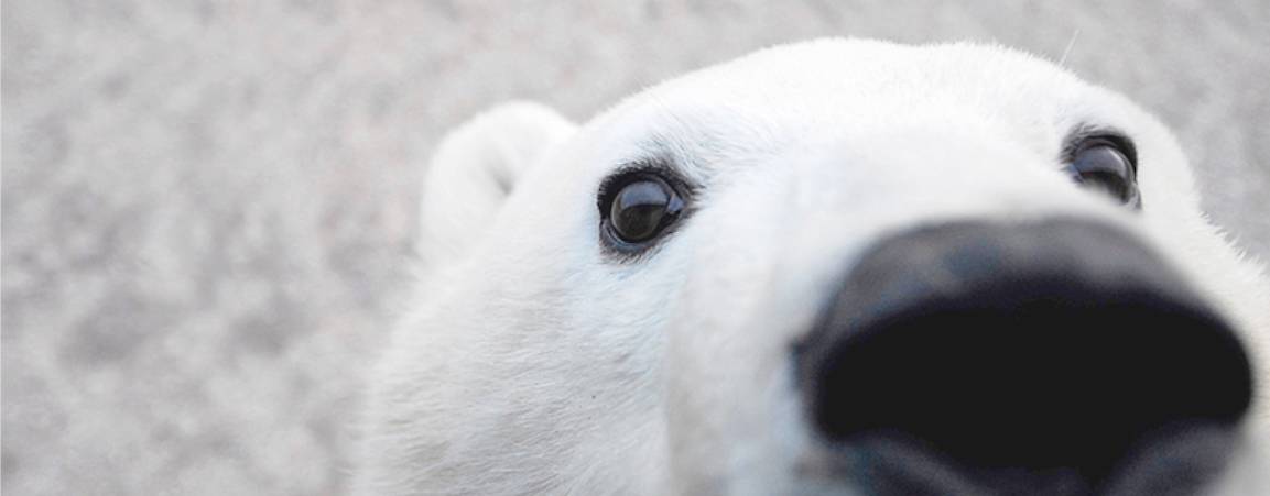 Close-up of polar bear face image