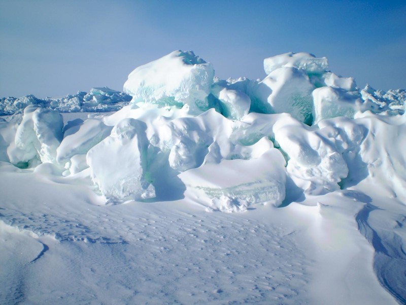 Polar bear sea ice habitat