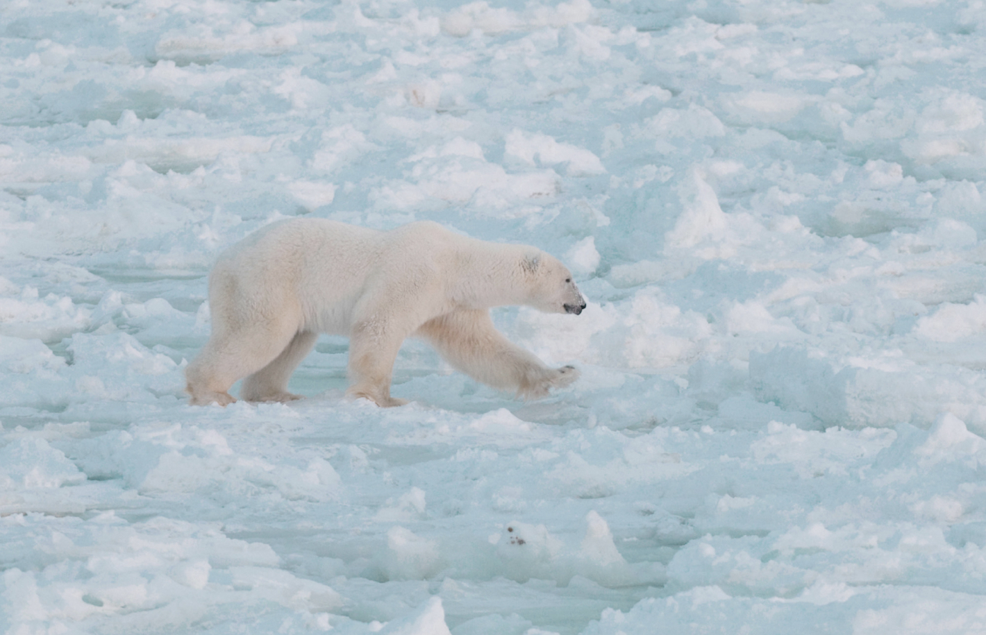 Single bear walking across a snowy and icy landscape