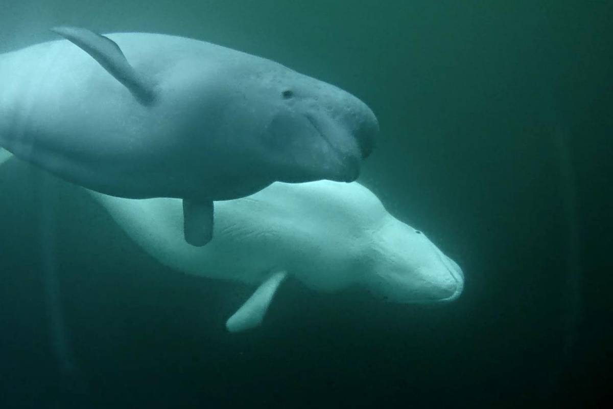 Underwater view of two beluga whales