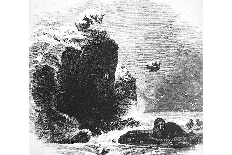 Illustration of a polar bear using a rock to kill a walrus