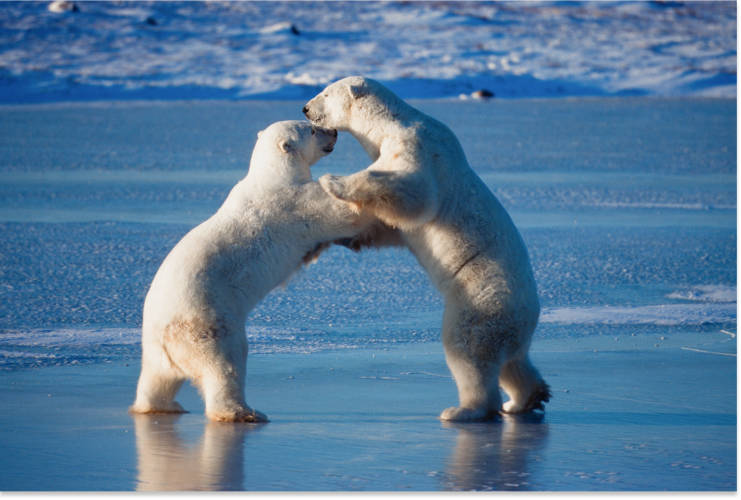 Two polar bears playing on their hind legs