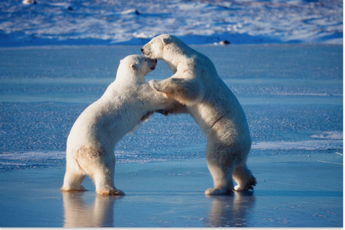Arctic Biodiversity | Polar Bears International
