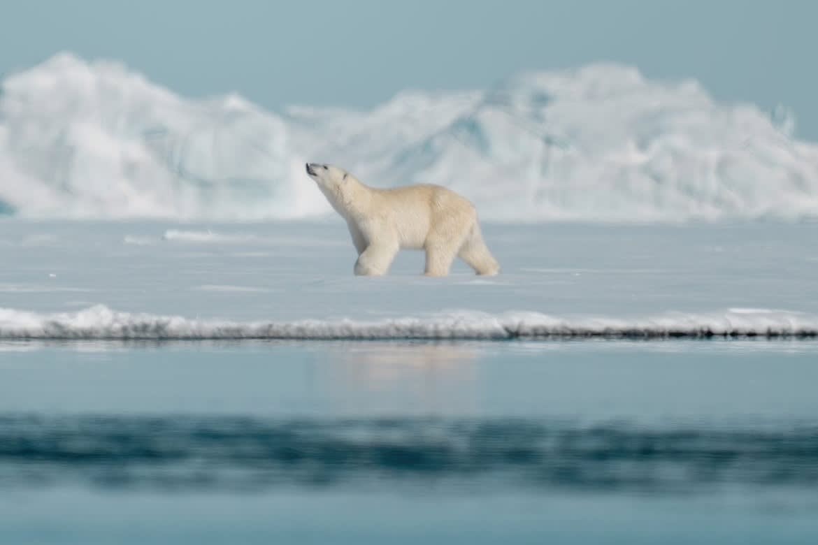 A polar bear walks along the sea ice edge