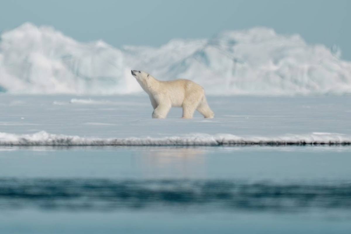 A polar bear walks along the sea ice edge