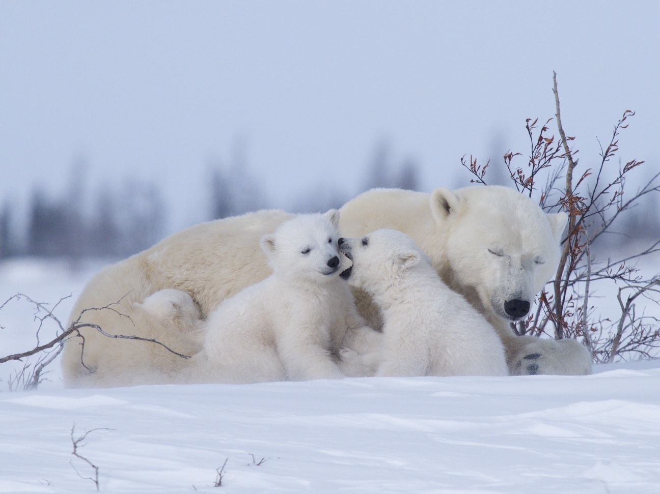 A mother polar bear and her three triplet cubs relax and play