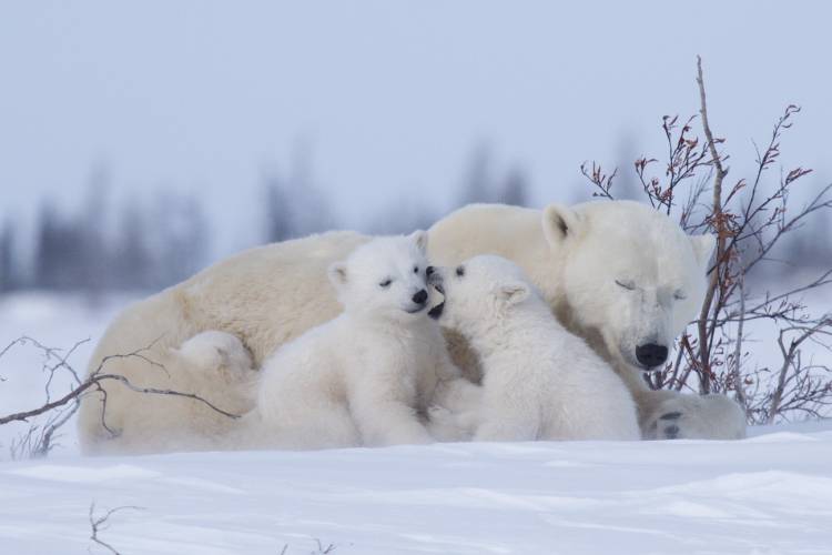 A mother polar bear and her three triplet cubs relax and play