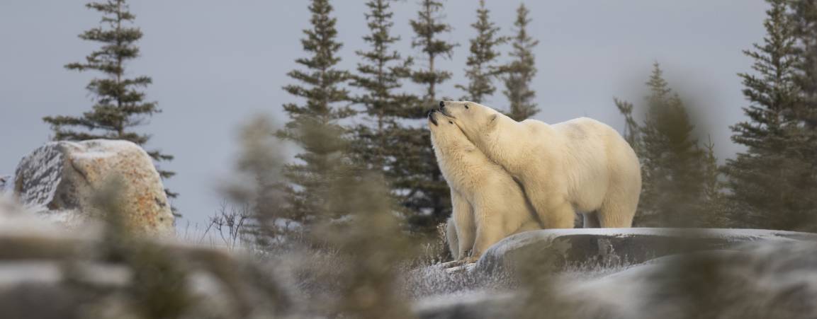 A polar bear mom and cub on the tundra