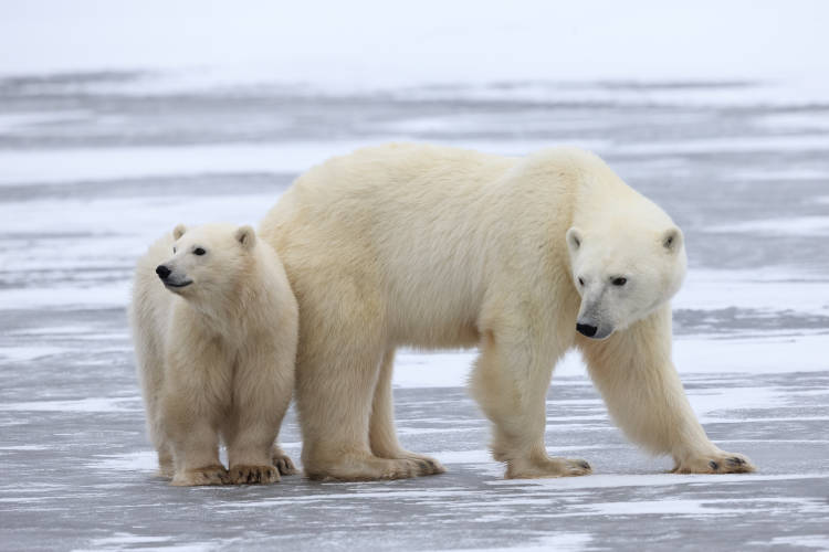 Two polar bears standing on sea ice