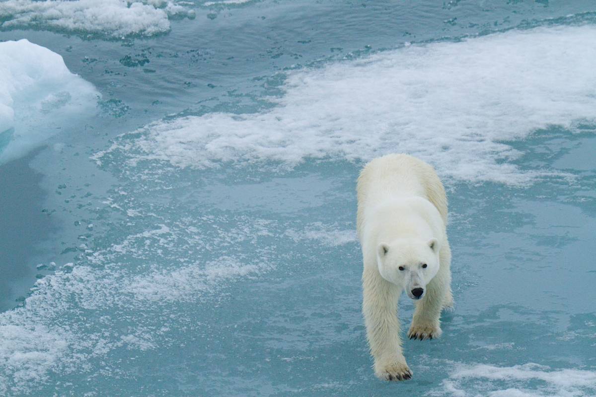 Polar bear walking on sea ice