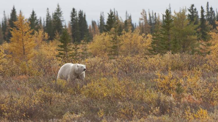 Polar bear in a field of fall trees