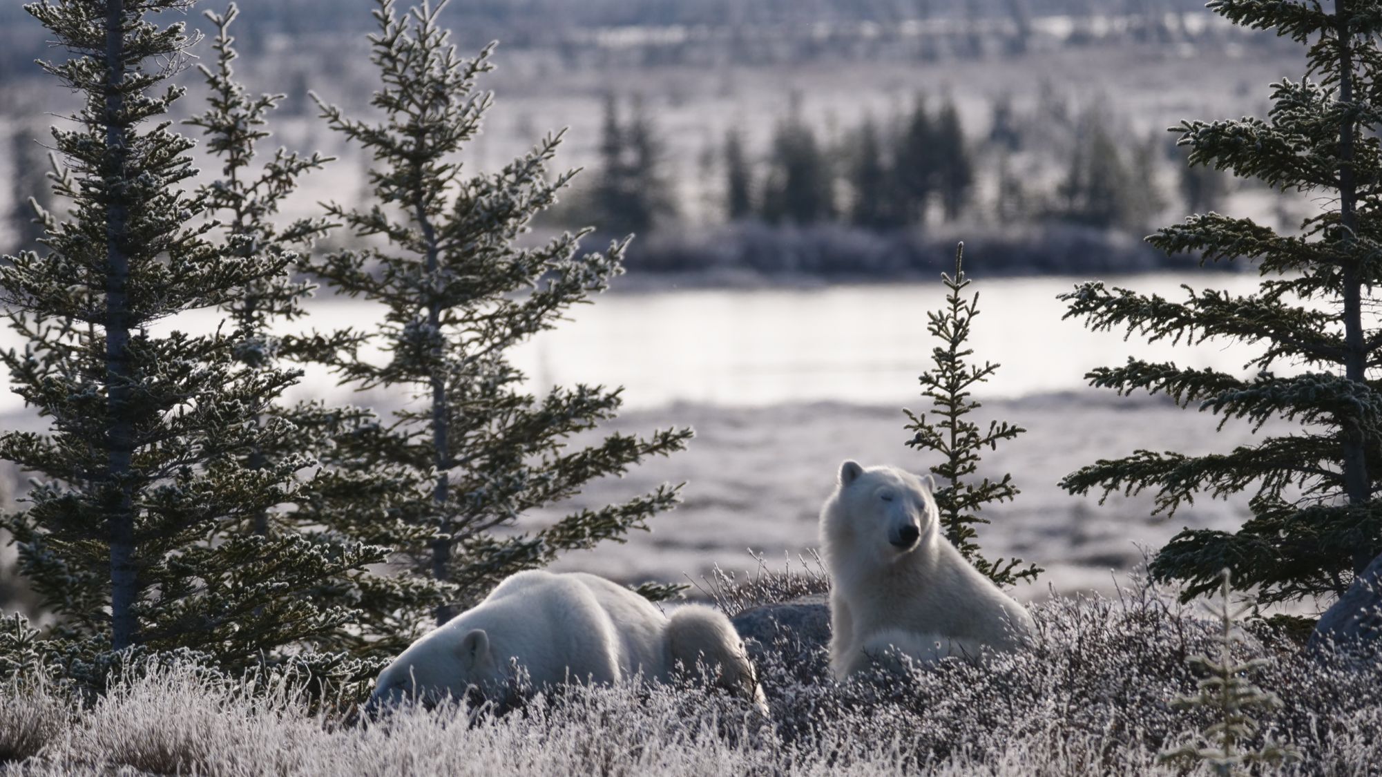 Two polar bears lounging in the frosty morning