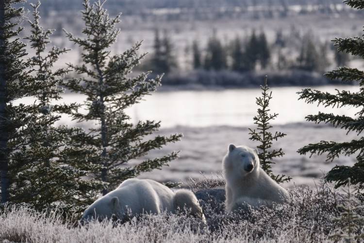Two polar bears lounging in the frosty morning