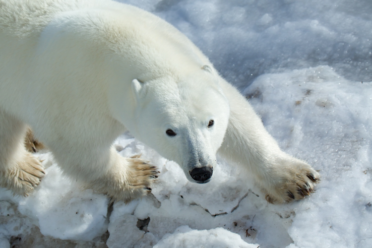 A close of up a polar bear walking by