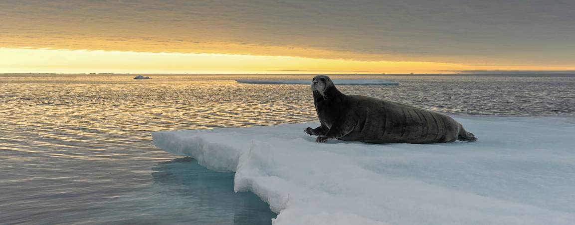 Bearded seal on sea ice