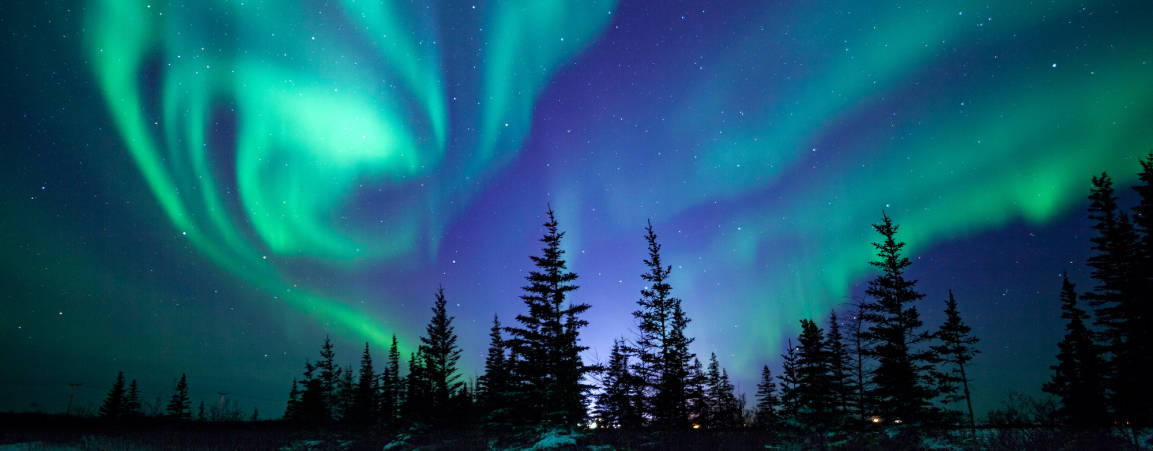Trees silhouetted against the northern lights
