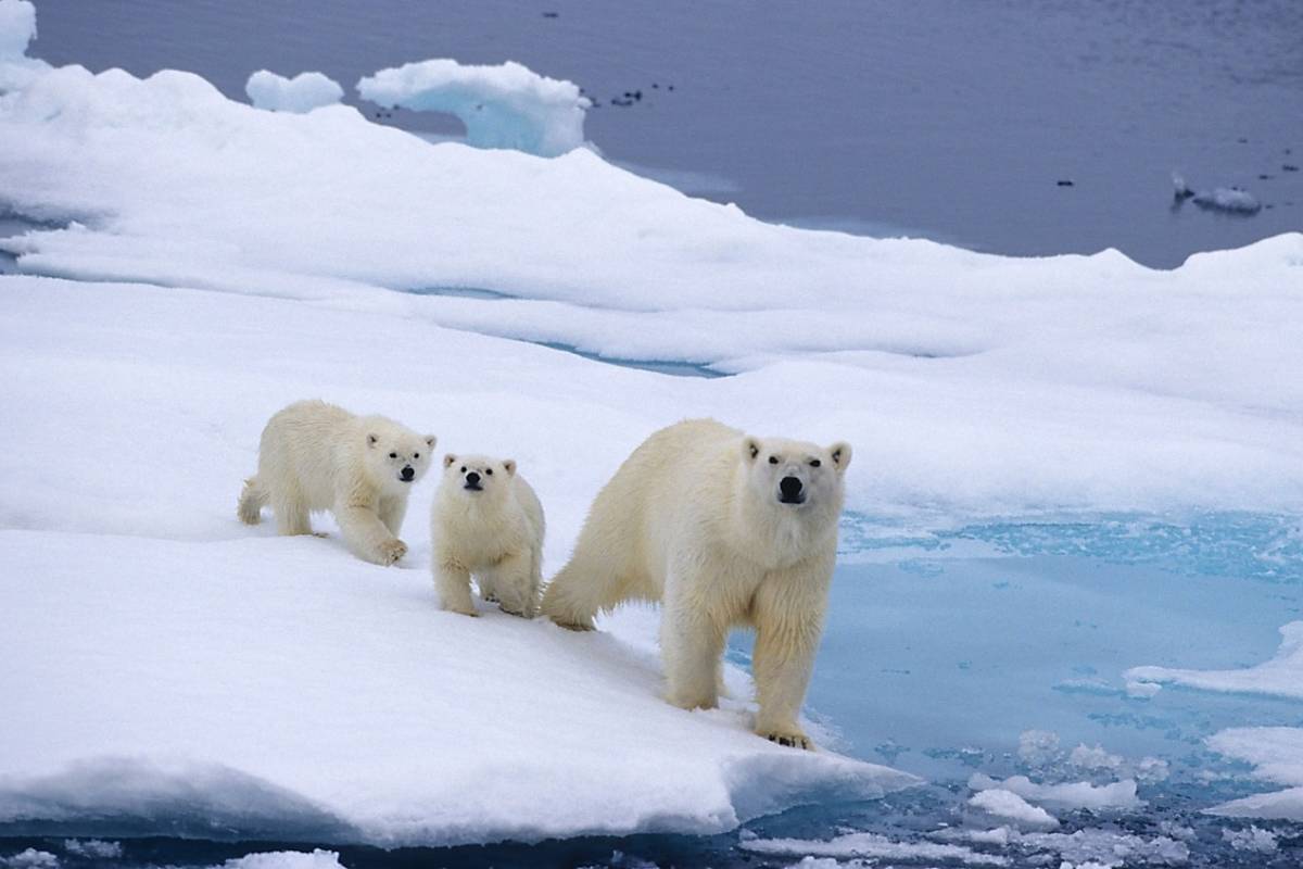 International Polar Bear Day 2022 Event Schedule | Polar Bears International
