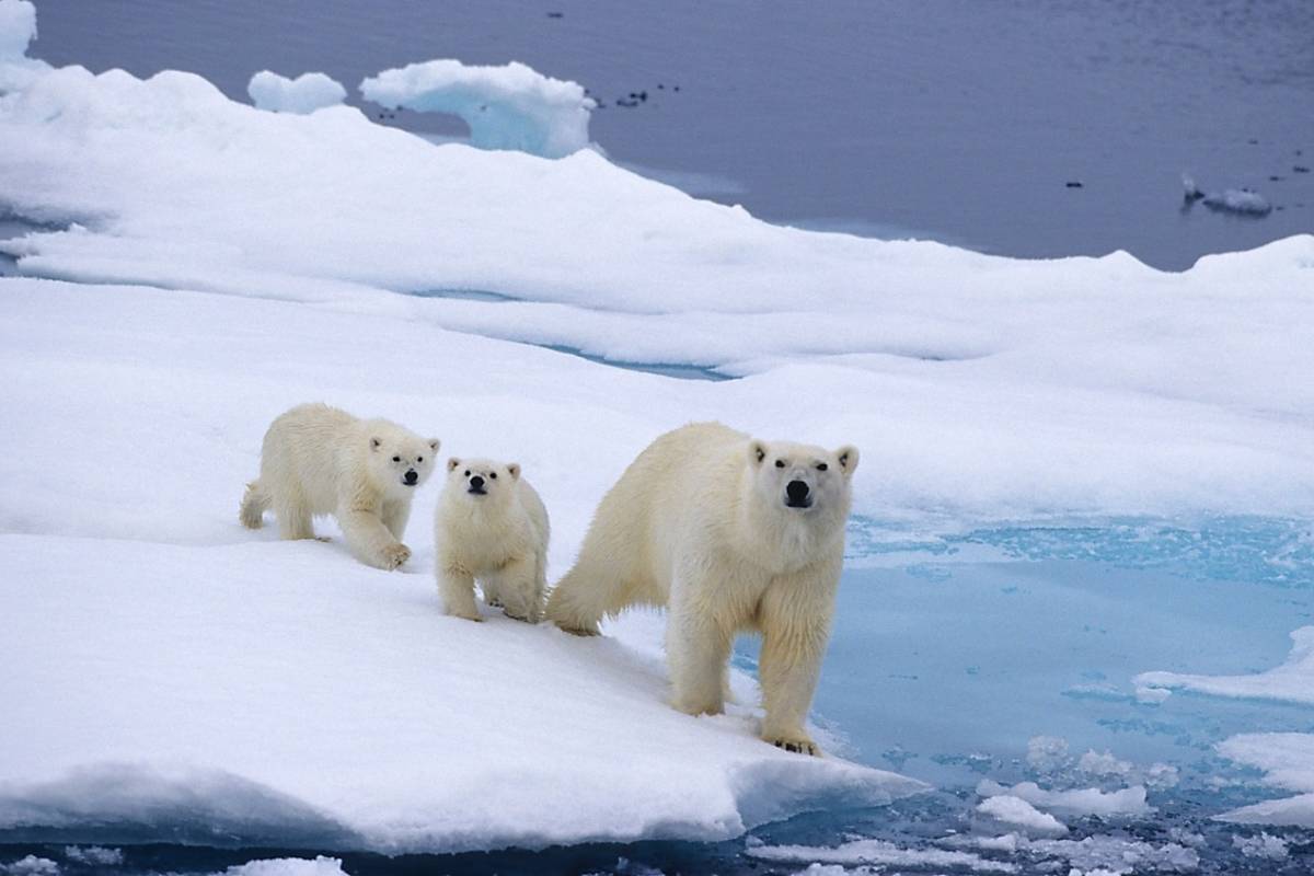 International Polar Bear Day 2022 Event Schedule | Polar Bears International