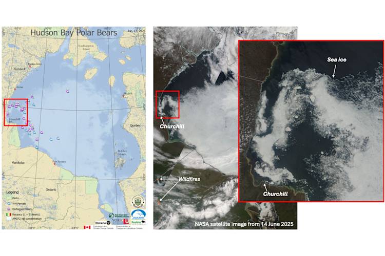 Sea ice and polar bears in Hudson Bay this year. (left) Distribution of tracked polar bears in Western Hudson Bay on 13th of June 2025, showing many getting ready to come ashore. (right) Satellite image of sea ice conditions on 14th June 2025. The zoomed-in image shows the thin and broken-up sea ice north-east of Churchill, Manitoba.