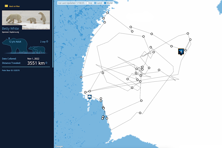 The Polar Bears International bear tracker map with the path of the bear "Betty White" highlighted