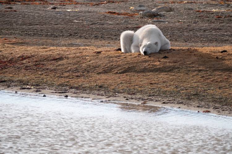 A polar bear lays on the snowless ground next to a pool of water